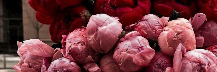 𝑨𝒏𝒅𝒓𝒆𝒂. banner