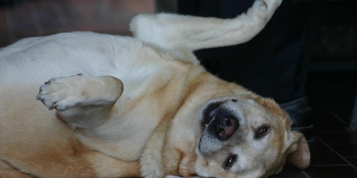 cristina colombo banner