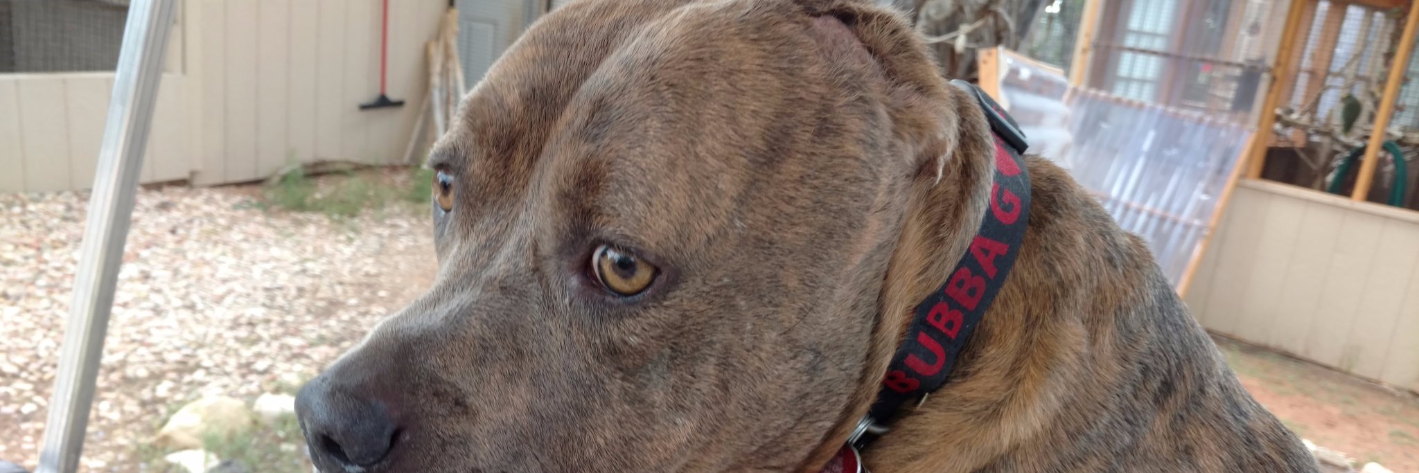 Jacqueline Johnson banner