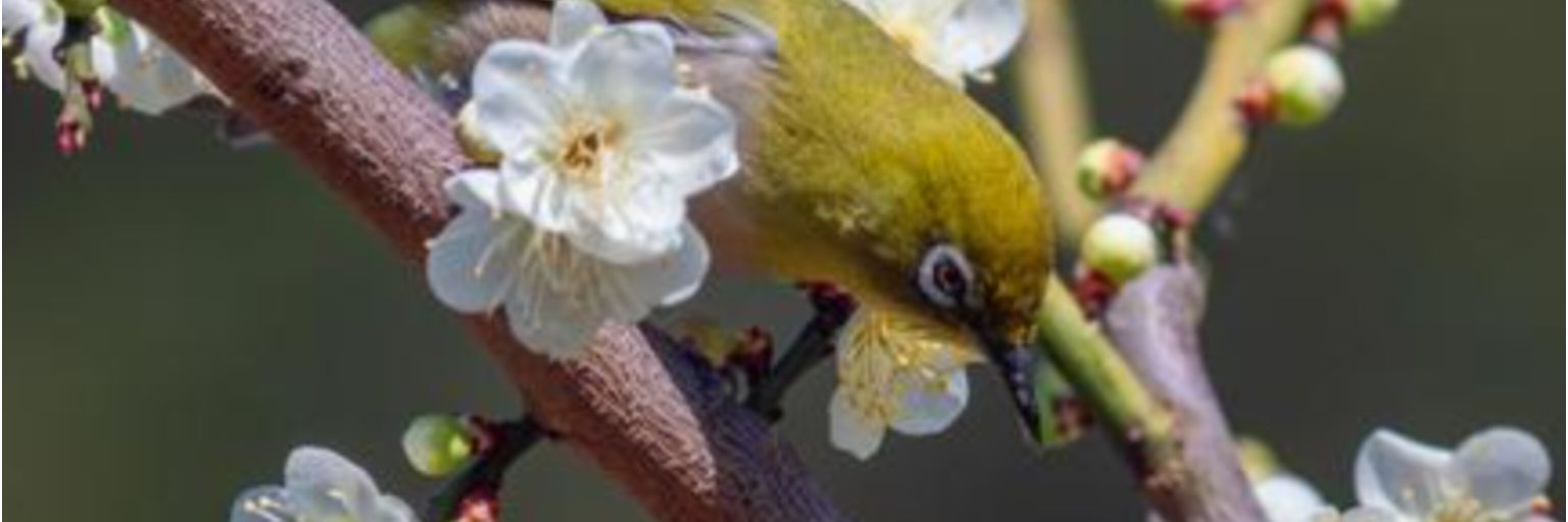 springkishida's profile banner image