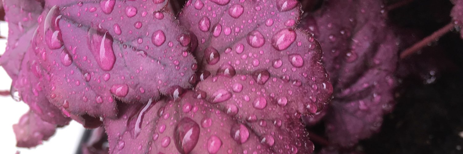 inspiredgarden's profile banner image