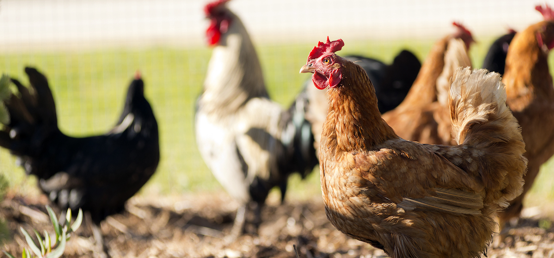 Arkansas Cooperative Extension Service banner