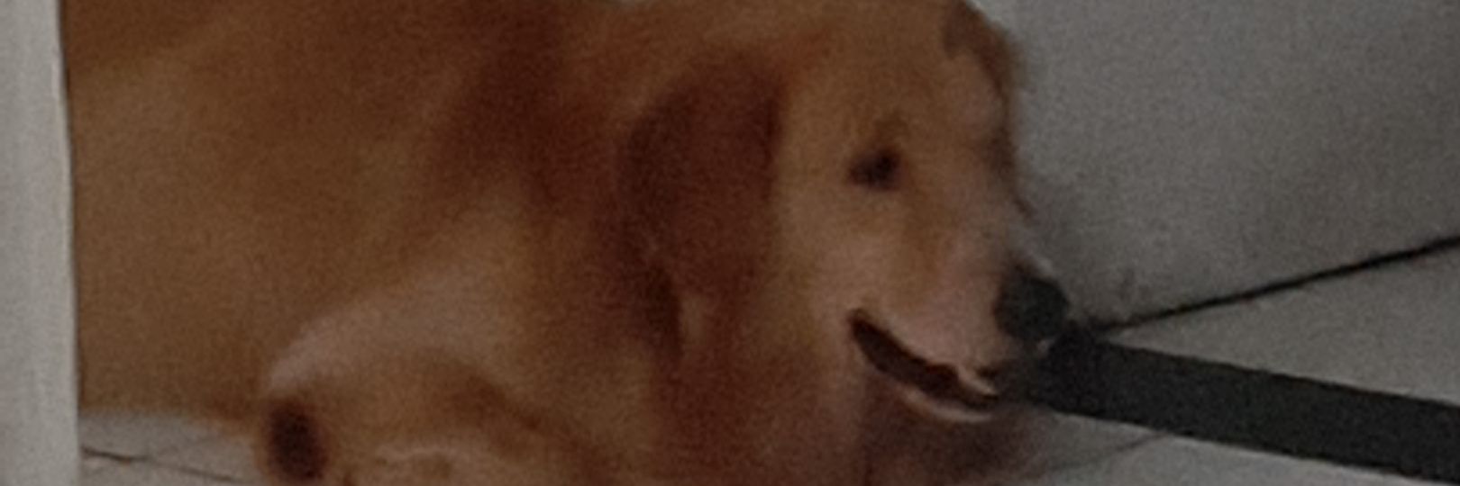 monteguedes's profile banner image