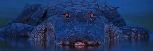 nedrowtodd's profile banner image