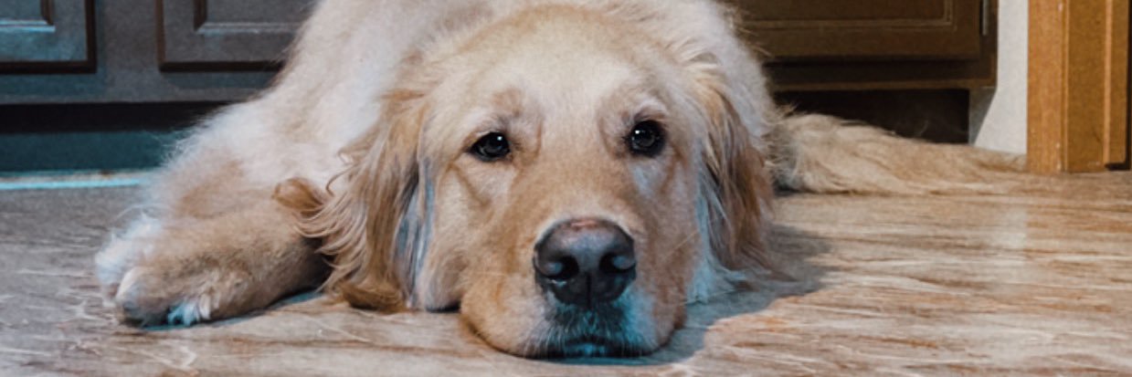 ☆ 𝚜𝚌𝚊𝚍𝚎 ☆ banner