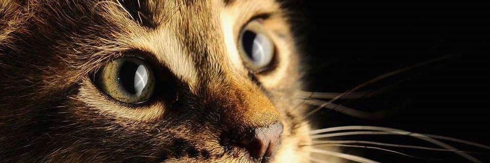 krly's profile banner image