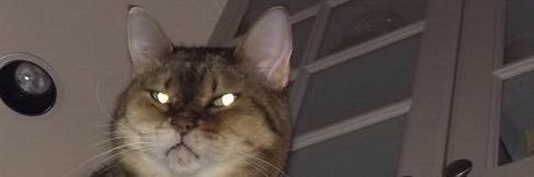 LevinAnnabel's profile banner image