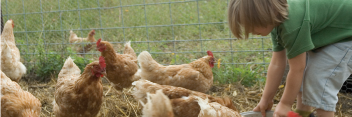 RenewingCountryside banner