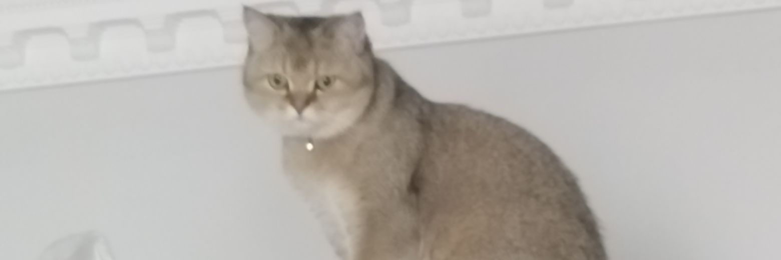 deriasecil35's profile banner image
