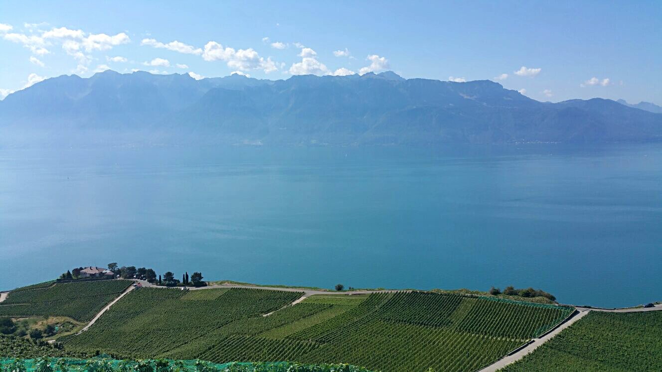 umbesarci's profile banner image