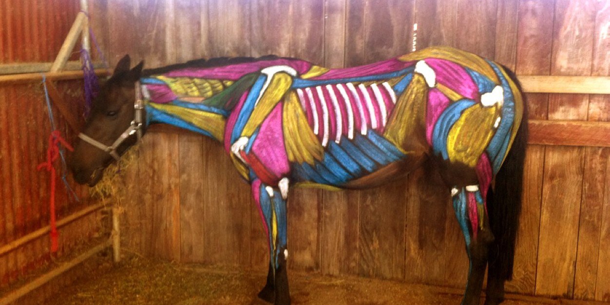 MAEquineService's profile banner image