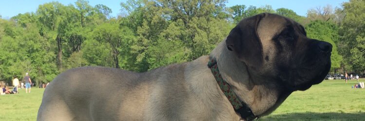 carolinekru's profile banner image