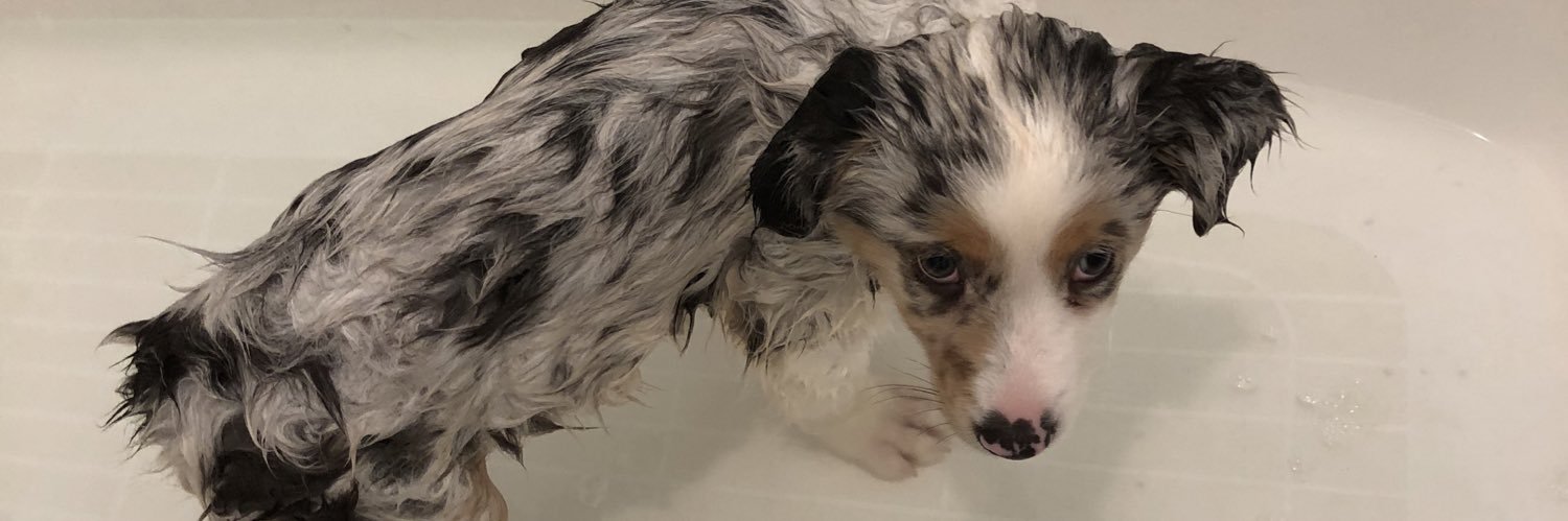 Karissadog's profile banner image
