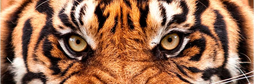 T_Marot's profile banner image