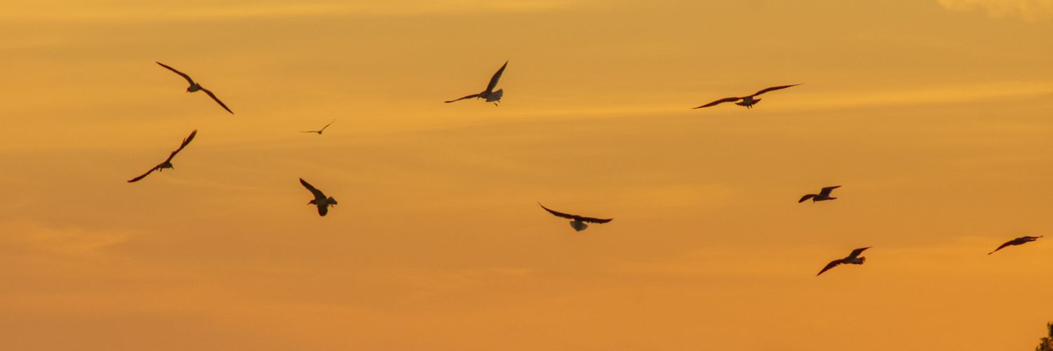 Ducking__Hell's profile banner image