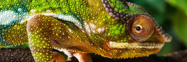 Repti_lisious Profile Banner