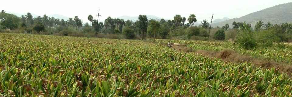 dashottarpunit's profile banner image