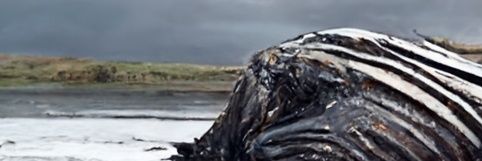 lordzandaar's profile banner image