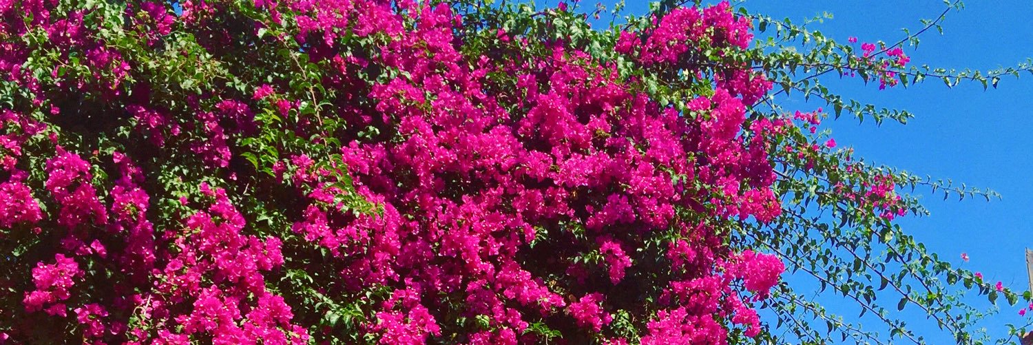 Suusiinaa's profile banner image