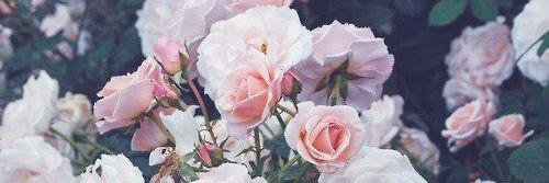 Agnese_S's profile banner image