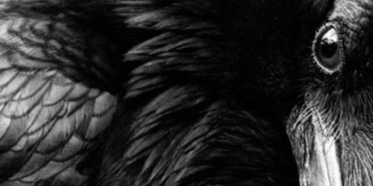 corvigoddess's profile banner image