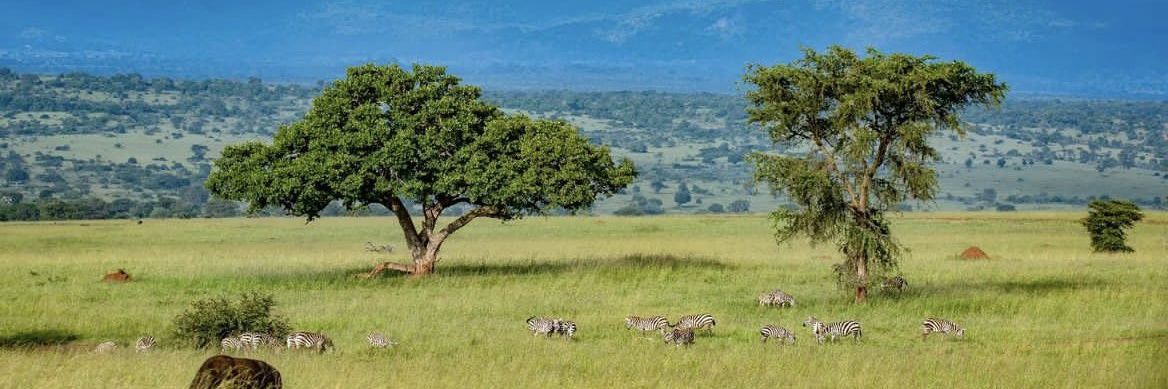 Prince Moses | The Duke of Ankole. banner