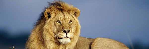rajnish8987 Profile Banner