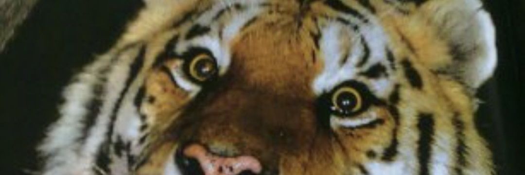 호랑호랑이 banner