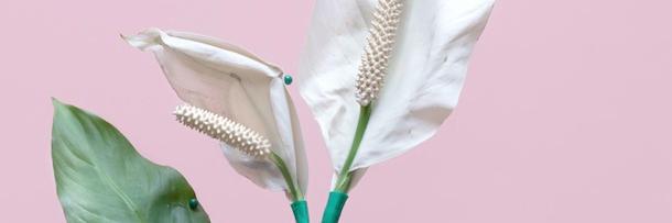 francisca germain banner