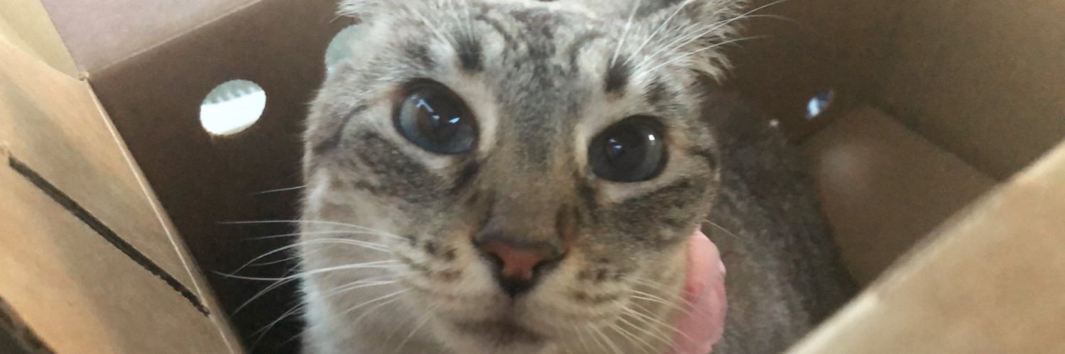emuly_corns's profile banner image