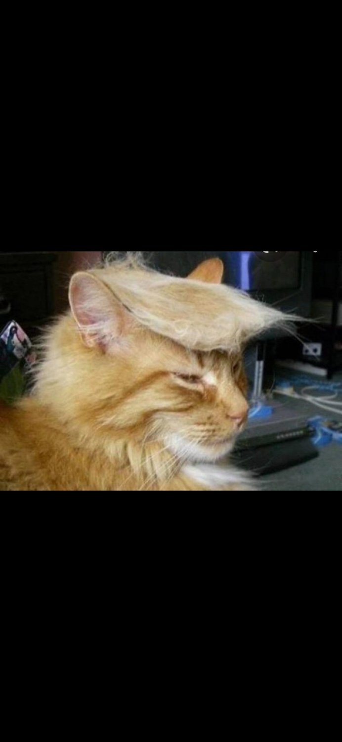 catmompatriot's profile banner image