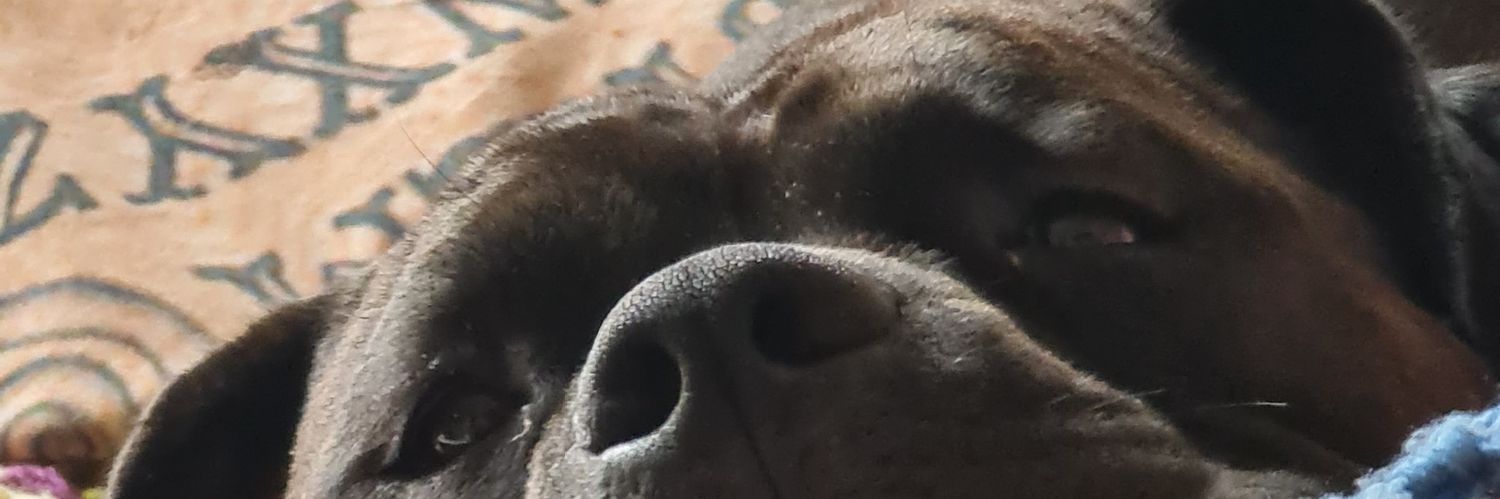 DamoAndMeatball's profile banner image