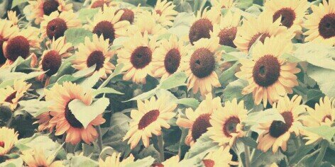 xTamarraa_'s profile banner image