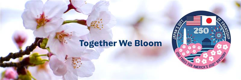 Japan Embassy DC🌸 banner