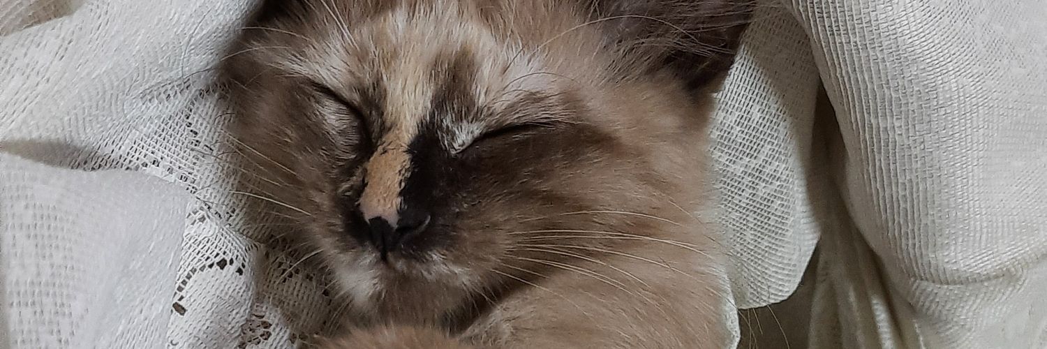 pecaelele's profile banner image