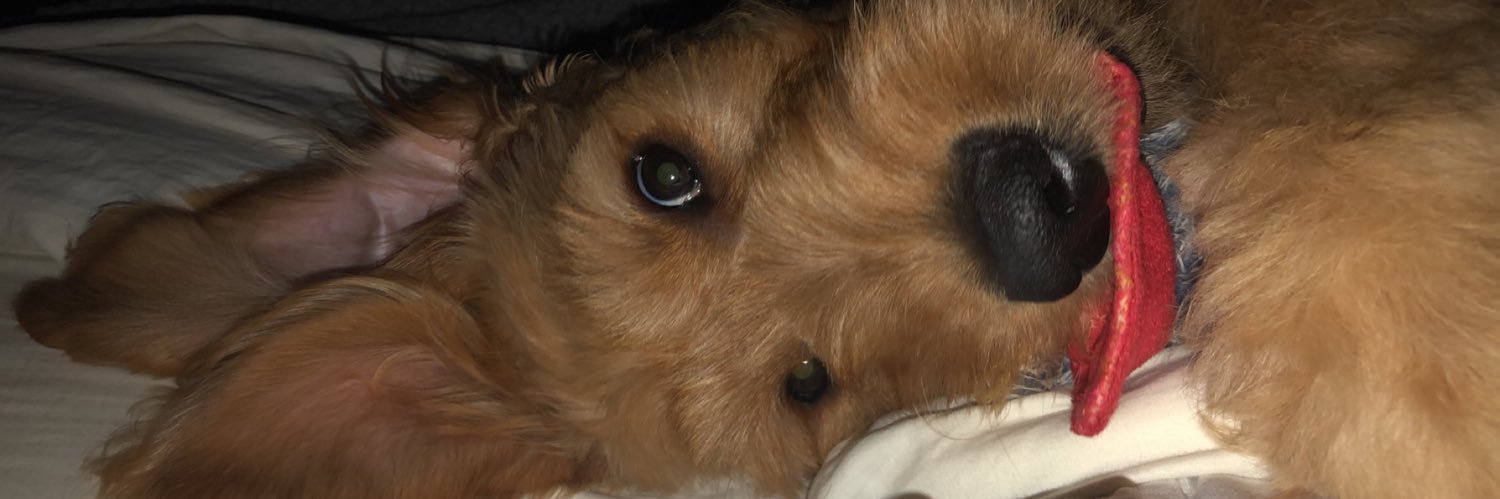 bailey_romeroo's profile banner image