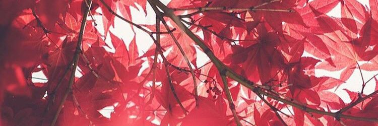 Romeedejong's profile banner image