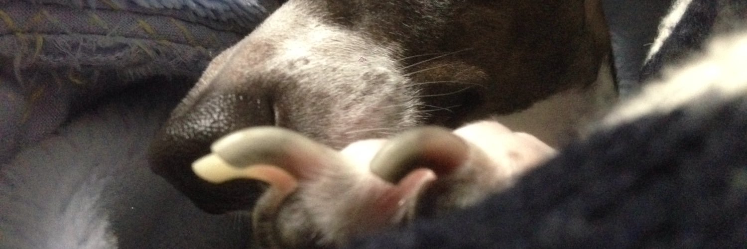 puxtsecifigi's profile banner image