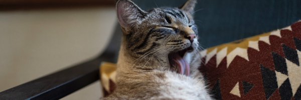 Cambopp Profile Banner