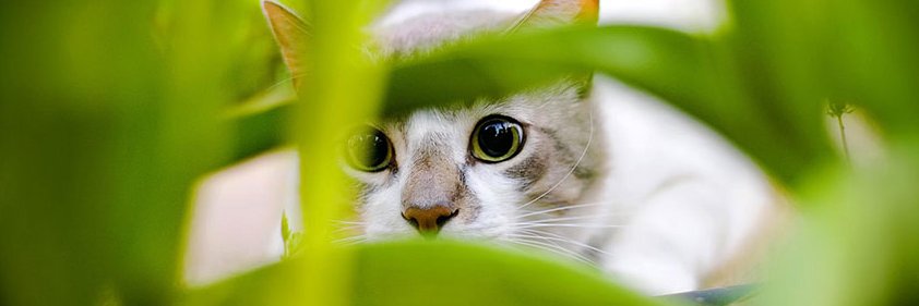 PetFriendlyIN's profile banner image