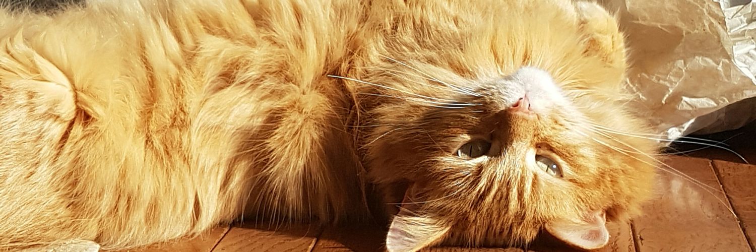 Carrie Howell banner