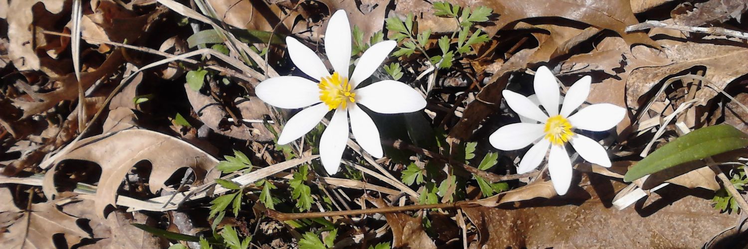 Restoration of Sanity banner