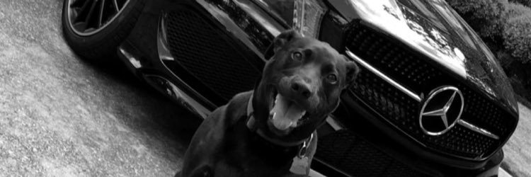 littlesessy's profile banner image