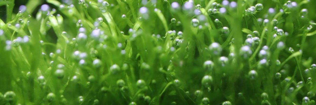 bioroid🇯🇵 banner