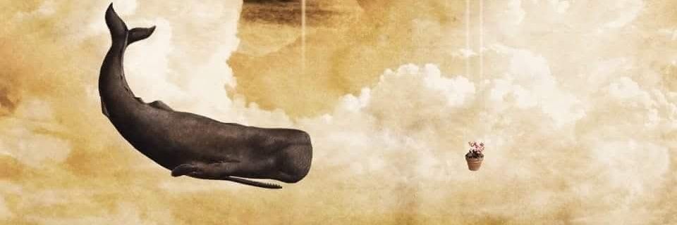 beatnico's profile banner image