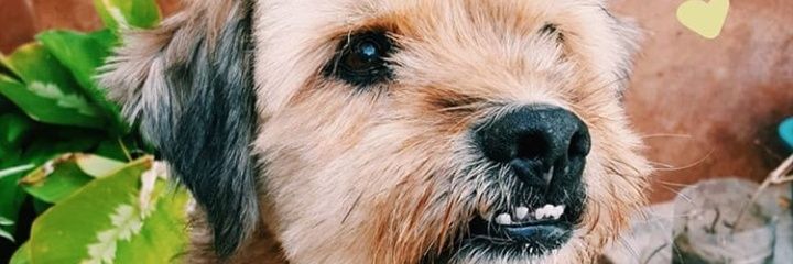 Lautigdw's profile banner image