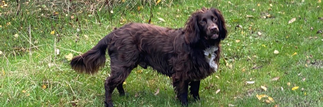 Hopper aka Clunck …4 Bluey OTRB 14\10\21 🌈💜 banner