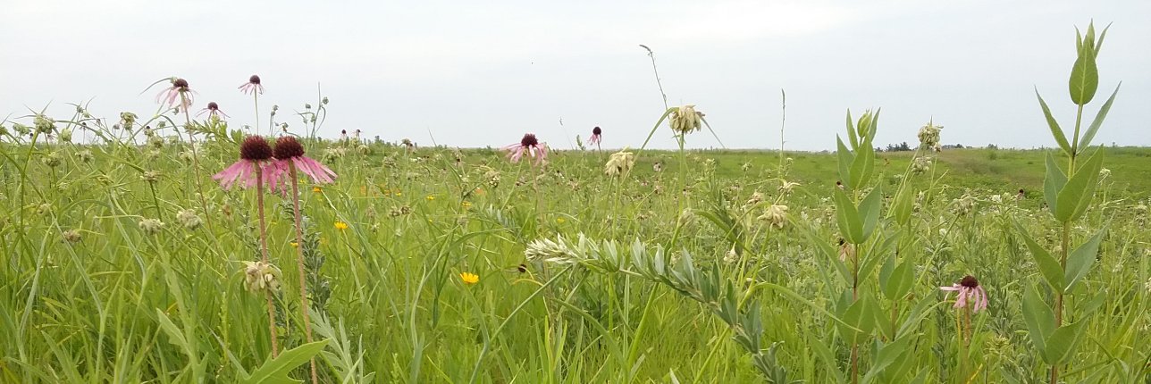 Elizabeth Bach banner