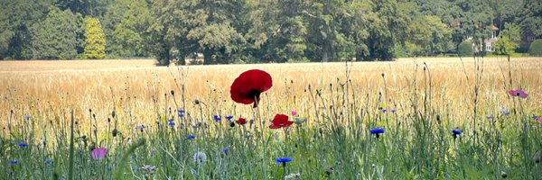 matthijs_immink Profile Banner