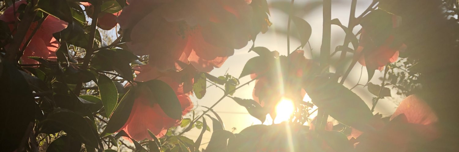 Dappyemma's profile banner image